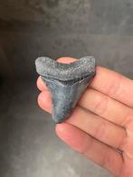 Megalodon haaientand fossiel 5.4 centimeter, Verzamelen, Mineralen en Fossielen, Ophalen of Verzenden, Fossiel