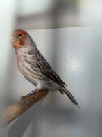 Rood agaat kanarie man, Mannelijk, Kleurkanarie