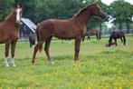Mega lieve 2 jarige incognito x etoile DS, Merrie, Gechipt, Dressuurpaard, 0 tot 2 jaar