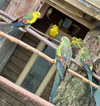 Bergparkieten man en jonge vogels, Mannelijk, Parkiet