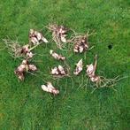 Rode Canna Knollen te Koop, Ophalen of Verzenden, Voorjaar, Volle zon, Knol