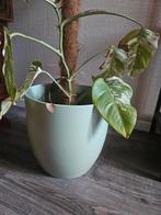 groene bloempot met lichte beschadiging, Tuin en Terras, Gebruikt, Rond, Minder dan 40 cm, Aardewerk