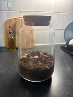 Glazen Terrarium Pot met Kurk Deksel, Ophalen, Zo goed als nieuw, Overige typen