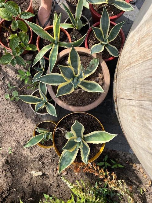 Agave Americana Variegata (bont blad), Tuin en Terras, Planten | Tuinplanten, Vaste plant, Overige soorten, Volle zon, Bloeit niet