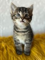 Kittens uit half langharige mama, Dieren en Toebehoren, Katten en Kittens | Overige Katten, Kater