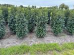 Portugese laurier. Prunus lusitanica angustifolia, Tuin en Terras, Planten | Struiken en Hagen, Ophalen of Verzenden, Laurier