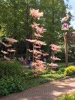 Toona Sinensis ‘Flamingo’., Tuin en Terras, Volle zon, Minder dan 100 cm, Zomer, Overige soorten