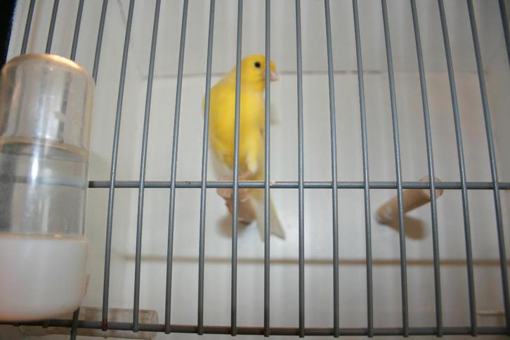 KANARIES, Dieren en Toebehoren, Vogels | Kanaries, Zangkanarie, Meerdere dieren