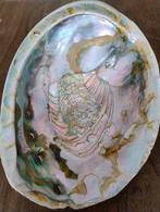 Grote abalone schelp, Verzamelen, Ophalen of Verzenden, Schelp(en)
