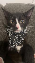 Kitten te koop, Dieren en Toebehoren, Katten en Kittens | Overige Katten, Kater
