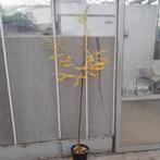 Honingboom | Styphnolobium japonicum, Tuin en Terras, Overige soorten, 100 tot 250 cm, Ophalen, Volle zon