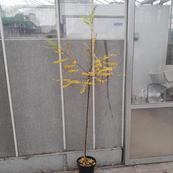 Honingboom | Styphnolobium japonicum beschikbaar voor biedingen