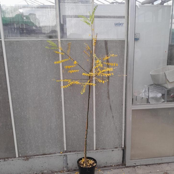 Honingboom | Styphnolobium japonicum, Tuin en Terras, Planten | Bomen, Overige soorten, 100 tot 250 cm, Volle zon, In pot, Ophalen