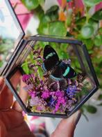 Opgezette vlinder in glazen stolp met amethist edelsteen, Ophalen of Verzenden, Nieuw, Insect, Opgezet dier
