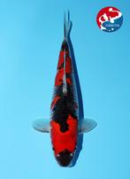 VHQ Goshiki Female kweker KIBI Japanse koi NIEUW, Dieren en Toebehoren, Vissen | Vijvervissen, Karper of Koi