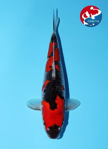 VHQ Goshiki Female kweker KIBI Japanse koi NIEUW beschikbaar voor biedingen