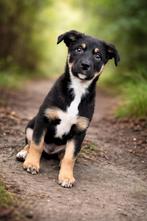 Kelpie x Australian Shepherd pups !, Dieren en Toebehoren, Overige rassen, 8 tot 15 weken, Meerdere, Meerdere dieren