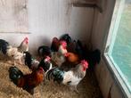 GEZOCHT hanen, Dieren en Toebehoren, Pluimvee, Mannelijk, Kip