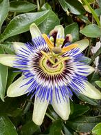 Passiebloem Passieflora gewortelde stekken, Tuin en Terras, Planten | Tuinplanten, Volle zon, Vaste plant, Zomer, Ophalen