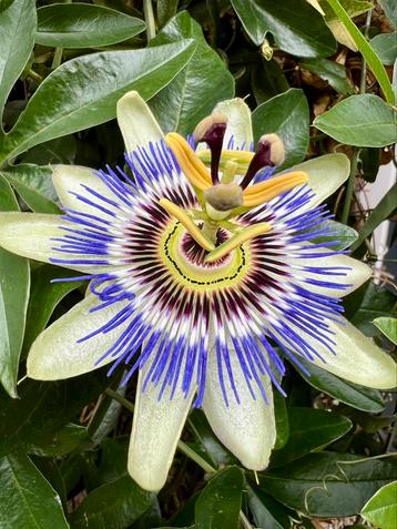Passiebloem Passieflora gewortelde stekken beschikbaar voor biedingen