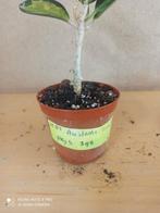 hoya australis lisa potmaat 8 nummer h82, Ophalen of Verzenden, Halfschaduw, Minder dan 100 cm