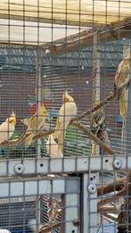 Valkparkieten 10 stuks, Meerdere dieren, Parkiet