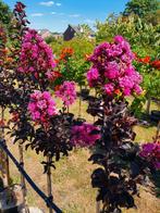 Lagerstroemia indica Raspberry Sorbet / unieke nieuwe soort‼, Tuin en Terras, Planten | Bomen, In pot, Zomer, Volle zon, Bolboom