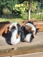 Cavia man geboren 3aug, Dieren en Toebehoren, Knaagdieren, Cavia, Augustus, Mannelijk, Tam