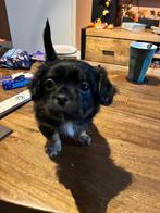 Puppy, Dieren en Toebehoren, Honden | Niet-rashonden, Rabiës (hondsdolheid), 8 tot 15 weken, Meerdere, Meerdere dieren