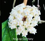 Hoya sp Germany, Overige soorten, In pot, Minder dan 100 cm, Bloeiende kamerplant