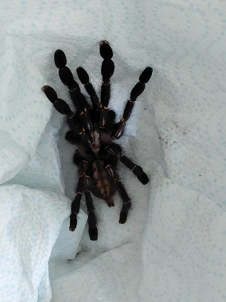 Vogelspinnen te koop ivm verhuizing, Dieren en Toebehoren, Insecten en Spinnen, Spin of Schorpioen