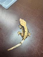 Wimpergekko Correlophus ciliatus, Dieren en Toebehoren, Hagedis, Tam, 3 tot 6 jaar