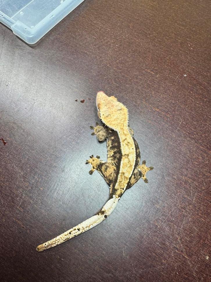 Wimpergekko Correlophus ciliatus