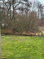 Prachtige Vijgenboom voor uw Tuin, Tuin en Terras, Bloeit niet, Overige soorten, 100 tot 250 cm, Ophalen