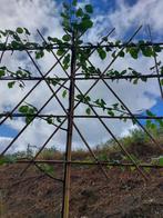 leilindes 200cm hoog daarboven rek met 4 etages NU € 125.00, Tuin en Terras, Planten | Bomen, In pot, 250 tot 400 cm, Leiboom