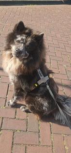 Black merle mini chow..., Dieren en Toebehoren, Honden | Poolhonden, Keeshonden en Oertypen, 1 tot 2 jaar, Eén hond, Nederland