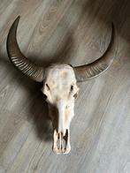 Buffel schedel, Ophalen, Zo goed als nieuw, Schedel