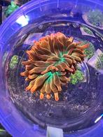 Sunburst anemonen Koraal stekken, Dieren en Toebehoren, Vissen | Aquariumvissen