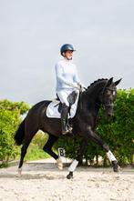 Mega knappe drachtige Elite merrie v. Ferdaux, Merrie, Gechipt, Dressuurpaard, L
