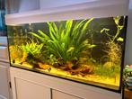 Aquarium 200 liter incl onderstel, Ophalen, Gevuld zoetwateraquarium