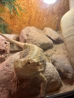 Baardagaam met terrarium, Dieren en Toebehoren, Reptielen en Amfibieën | Toebehoren, Ophalen, Zo goed als nieuw, Terrarium of Paludarium