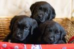 Prachtige pups Labrador x Heidewachtel, Overige rassen, CDV (hondenziekte), 8 tot 15 weken, Meerdere