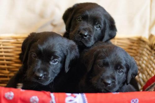 Prachtige pups Labrador x Heidewachtel, Dieren en Toebehoren, Honden | Retrievers, Spaniëls en Waterhonden, Meerdere dieren, Overige rassen