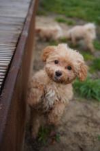 Exclusieve Maltipoo F1 pups, Overige rassen, 8 tot 15 weken, Parvo, Meerdere