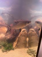 Prachtige balahaai vis, Vis