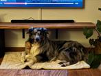 Blue merle Bordercollie x australian Shepherd dekreu, Dieren en Toebehoren, Honden | Dekreuen, Rabiës (hondsdolheid), Reu, Eén hond