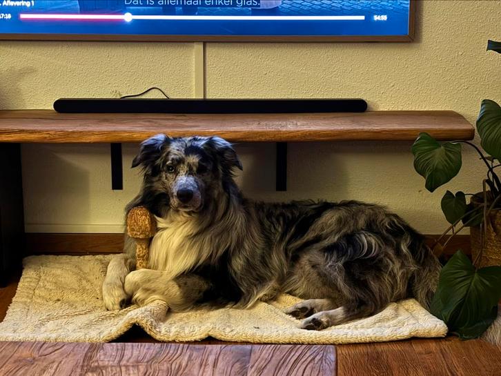 Blue merle Bordercollie x australian Shepherd dekreu, Dieren en Toebehoren, Honden | Dekreuen, Reu, Particulier, Eén hond, Nederland