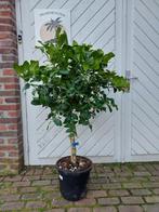 CITRUSBOMEN ( CITROEN, LIMOEN, SINAASAPPEL, MANDARIJN ), Tuin en Terras, In pot, Halfschaduw, Zomer, Overige soorten