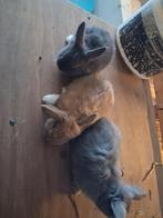 Jonge hangoor konijntjes, Meerdere dieren, Middelgroot, Hangoor, 0 tot 2 jaar