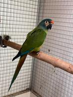 Ara maracana (man), Dieren en Toebehoren, Mannelijk, Papegaai